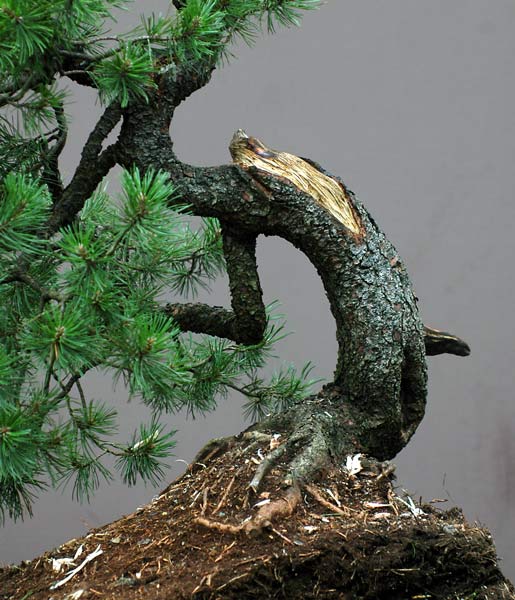 Chinh phục cây Bonsai Thông Mugo cheo leo sườn núi – Walter Pall
