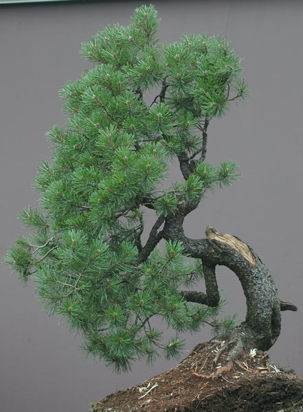 Chinh phục cây Bonsai Thông Mugo cheo leo sườn núi – Walter Pall