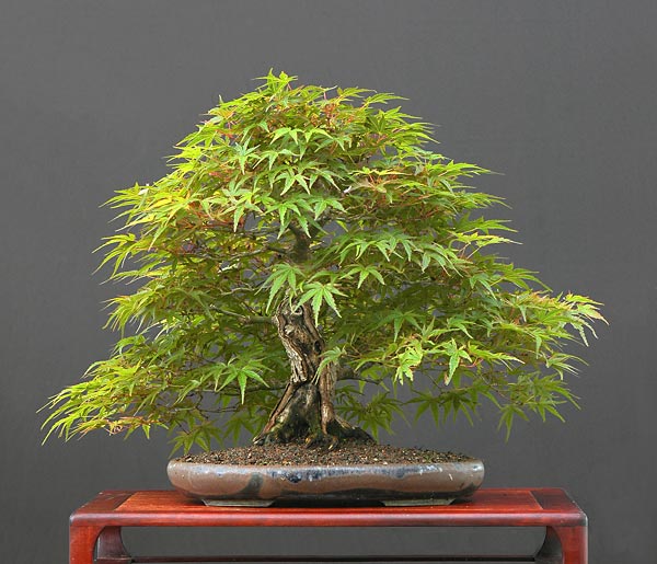 Chùm ảnh cây Bonsai chuẩn bị cho sự kiện Versailles – Walter Pall