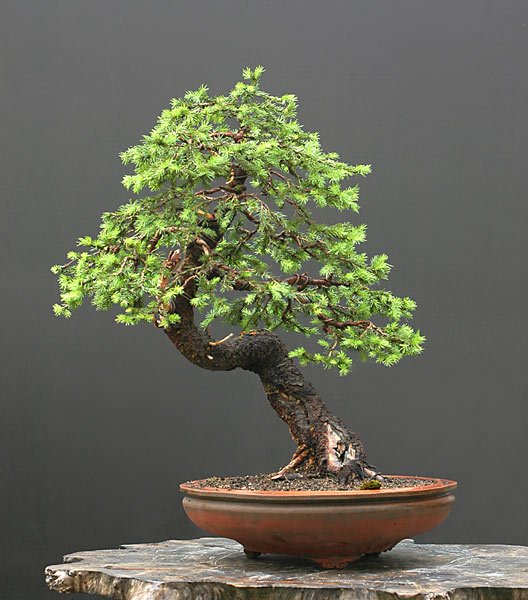 David tạo kiểu một cây Vân Sam Châu Âu (European spruce, Picea abies) – Walter Pall