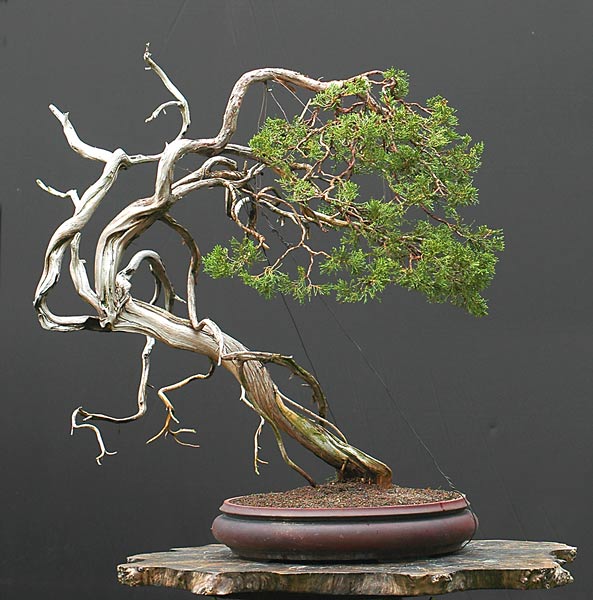 Tạo kiểu cho cây Bonsai Bách Xù Sabina (sabina juniper) – Walter Pall