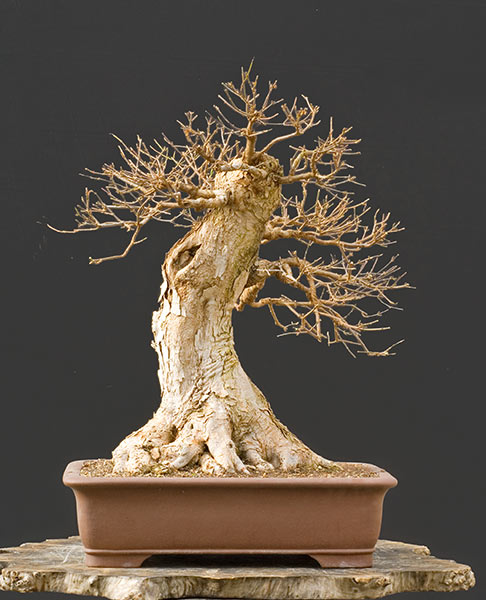 Zelkova+serrata+bonsai