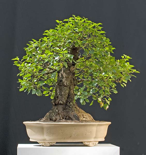 Walter Pall Bonsai Adventures Wild cherry and hibiscus in late summer