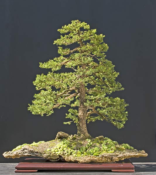 walter pall bonsai adventures ezo spruce show ready