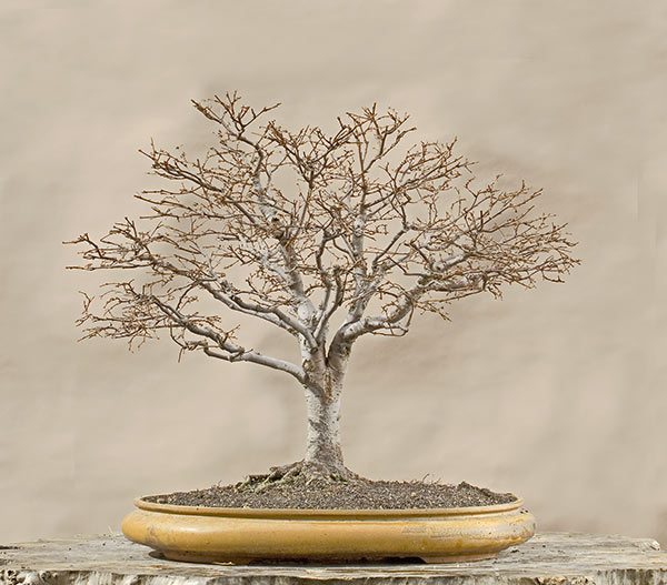 Walter Pall Bonsai Adventures Zelkova in fall