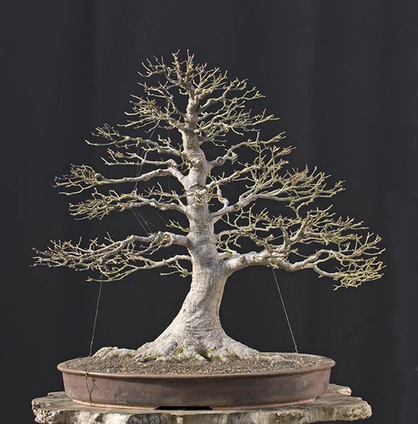 japanese maple bonsai for sale japanese maple bonsai for sale. japanese maple bonsai for sale