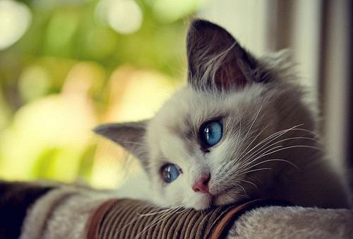 sad+cat.jpg