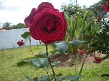 para embelezar a minha primavera de palavras