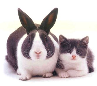 hewan unik dan lucu kucing dan kelinci:gambar-gambar an