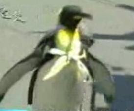 Wonder Penguin