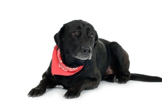 black dog names dog with red bandana black dog names dog with red bandana