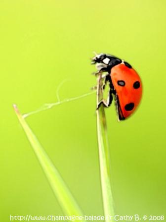 [300508coccinellemodele.jpg]