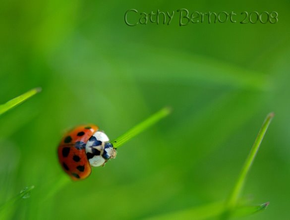 [coccinelle_asiatique_18.jpg]