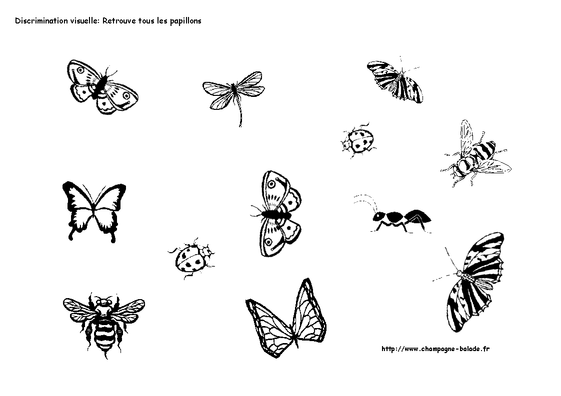 [discrimination-visuelle-papillon-libellule.gif]