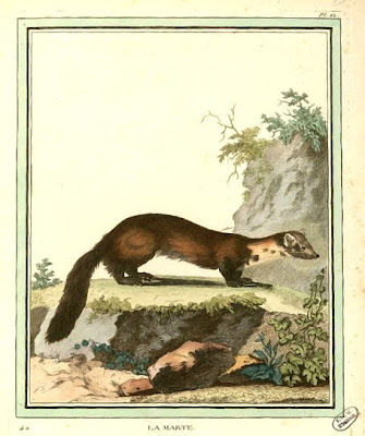 marte-gravure-ancienne-dessin-lavis-encre-aquarelle-mammifere marte-gravure-ancienne-dessin-lavis-encre-aquarelle-mammifere