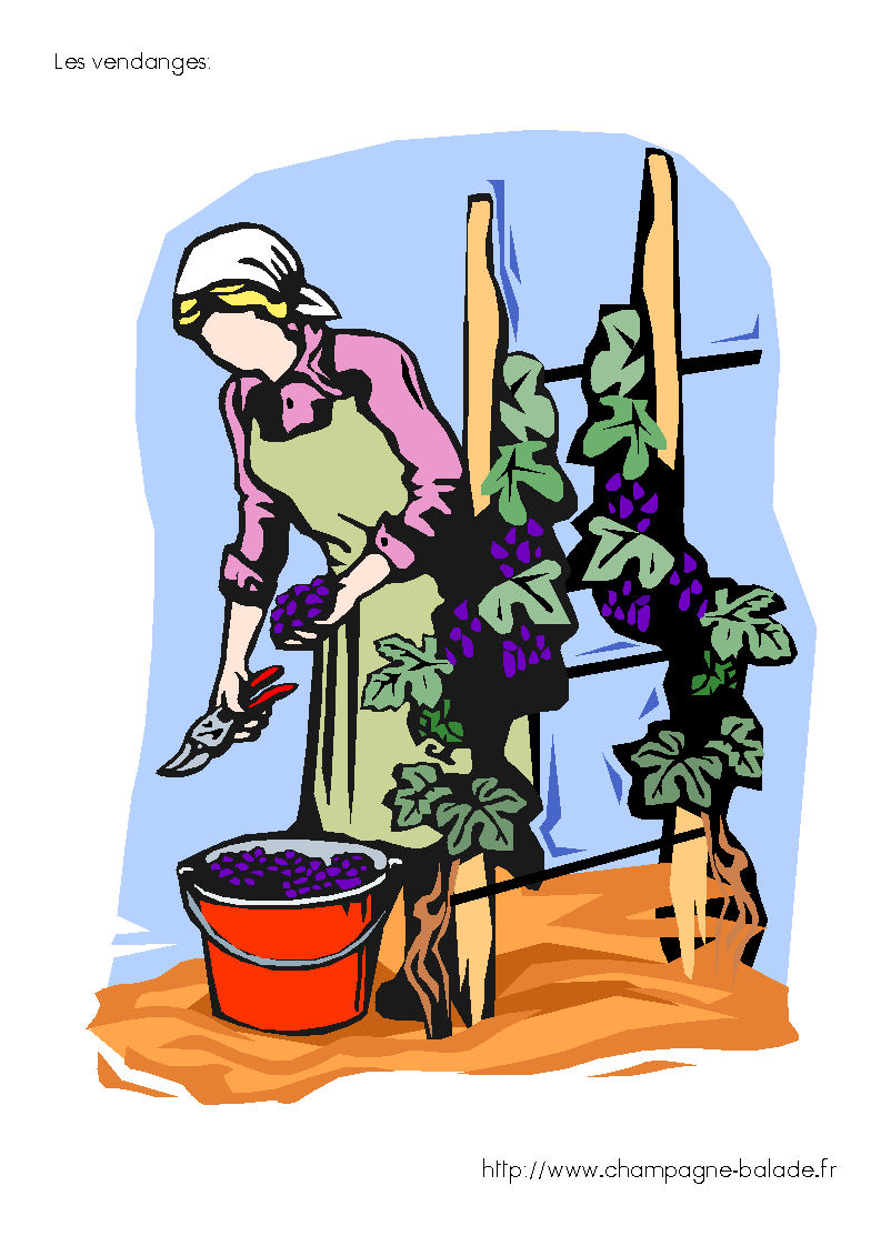 [langage-image-raisin-vendanges-vigne-champagne-cycle-1-PS.gif]