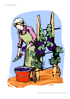 sortie scolaire: le raisin, la vigne, les vendanges au cycle 1 - Image couleur pour activités langagières sortie scolaire: le raisin, la vigne, les vendanges au cycle 1 - Image couleur pour activités langagières