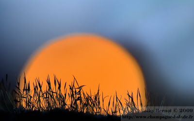 mousse-coucher-de-soleil-photo-macrophotographie.jpg
