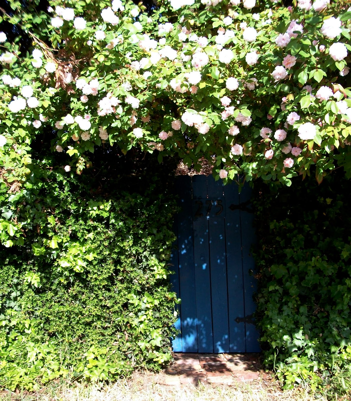 huge rose bush