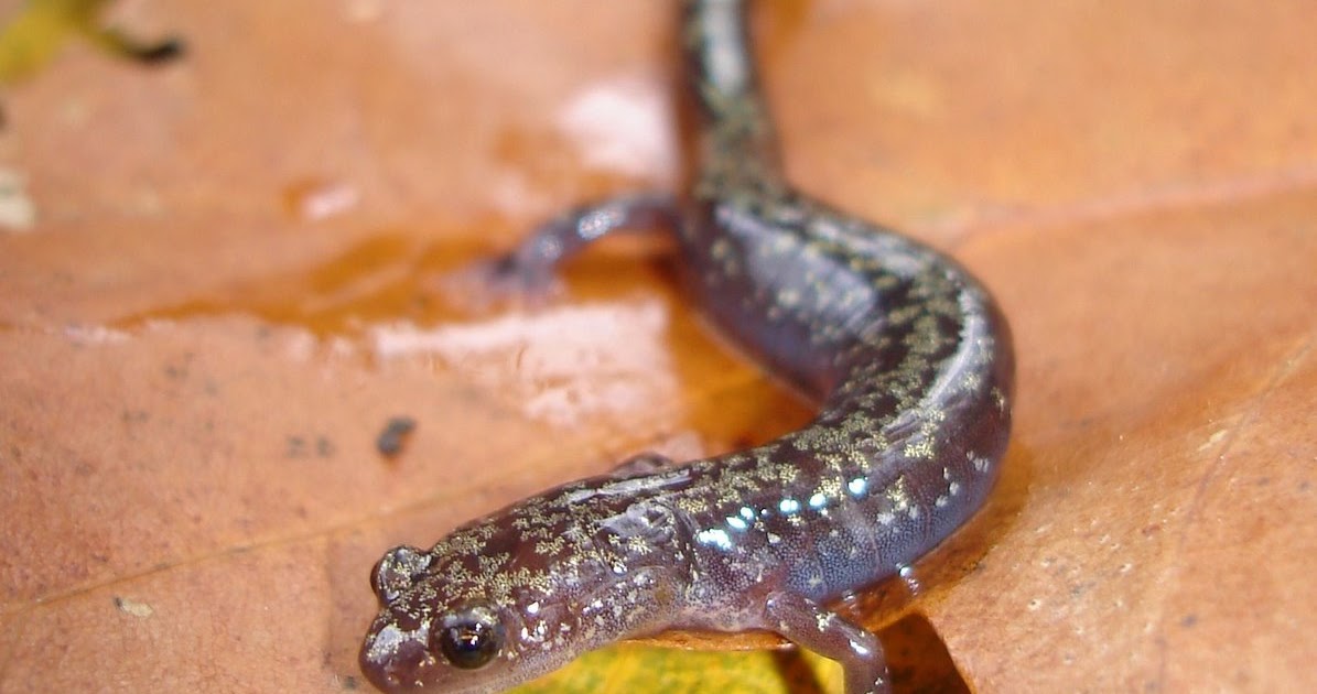 onward, westward Fall Salamanders in Virginia