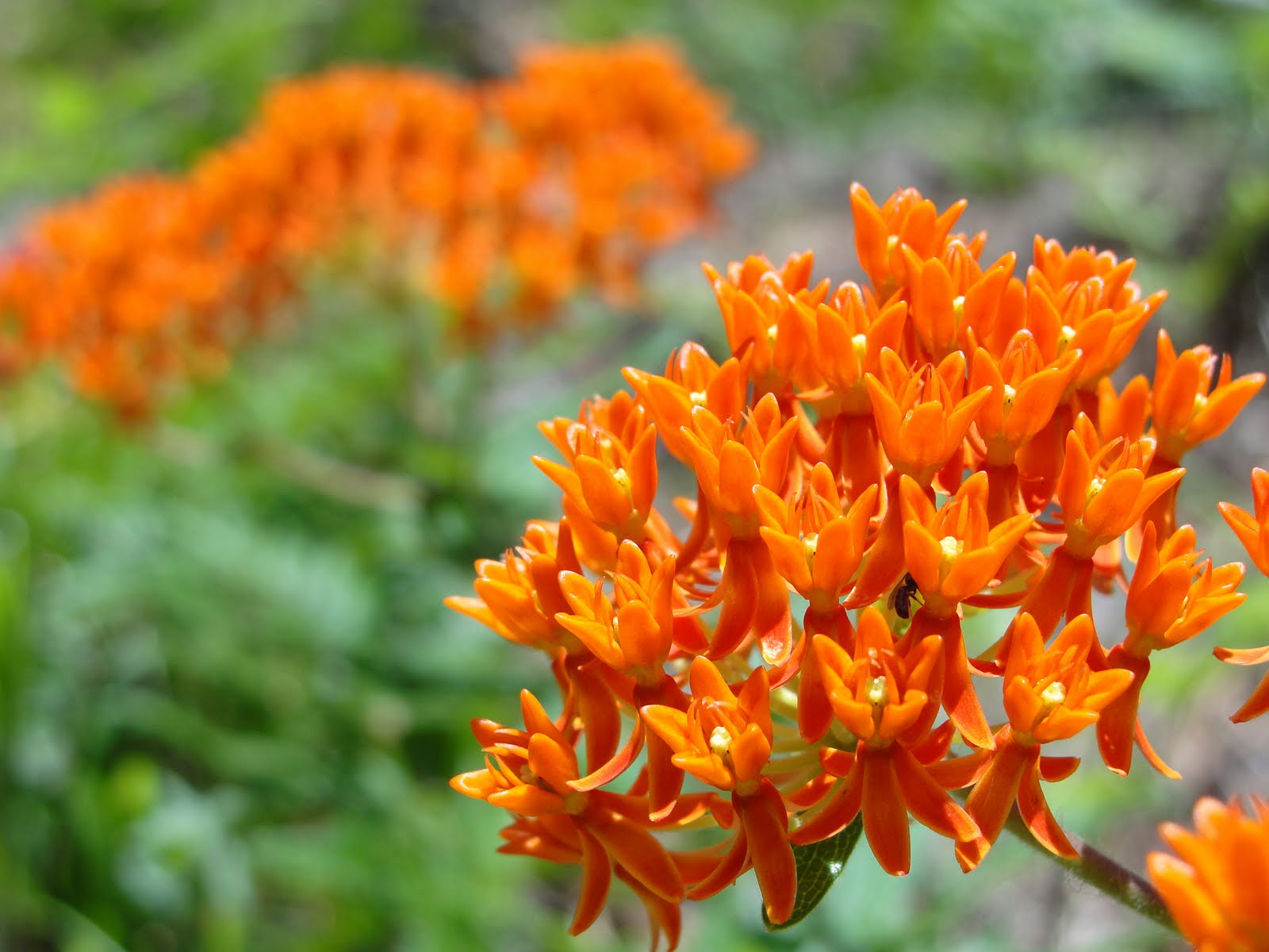 onward, westward Milkweeds!