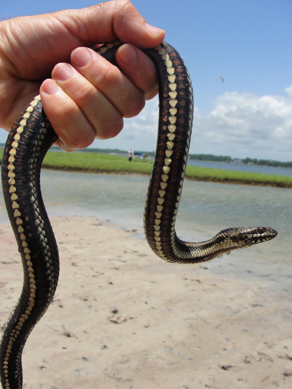 onward, westward Gulf Saltmarsh Snake and other neat herps