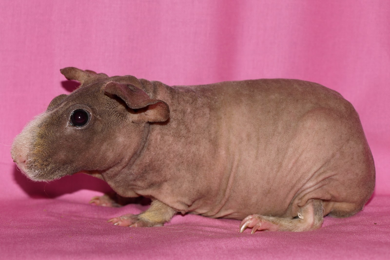 skinny pig