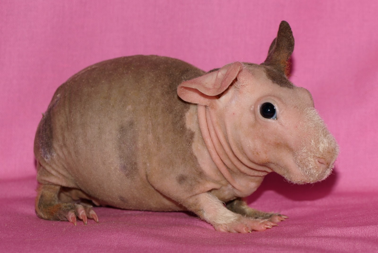 Piggy Junction Our Skinny Pig Sows