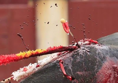 Catalunya se pregunta si el dolor d los toros es ético[PROU] Muerte