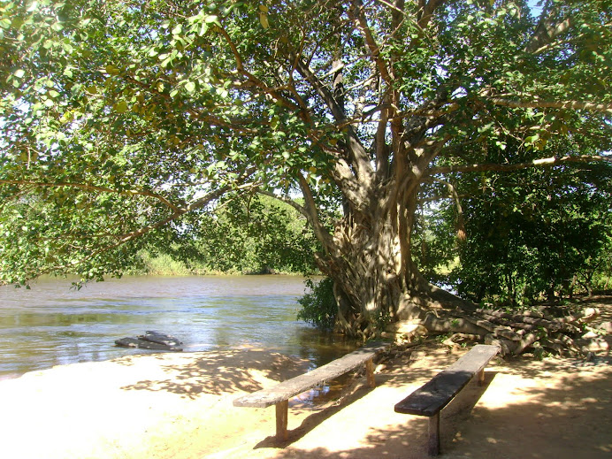 GAMELEIRA CENTENÁRIA