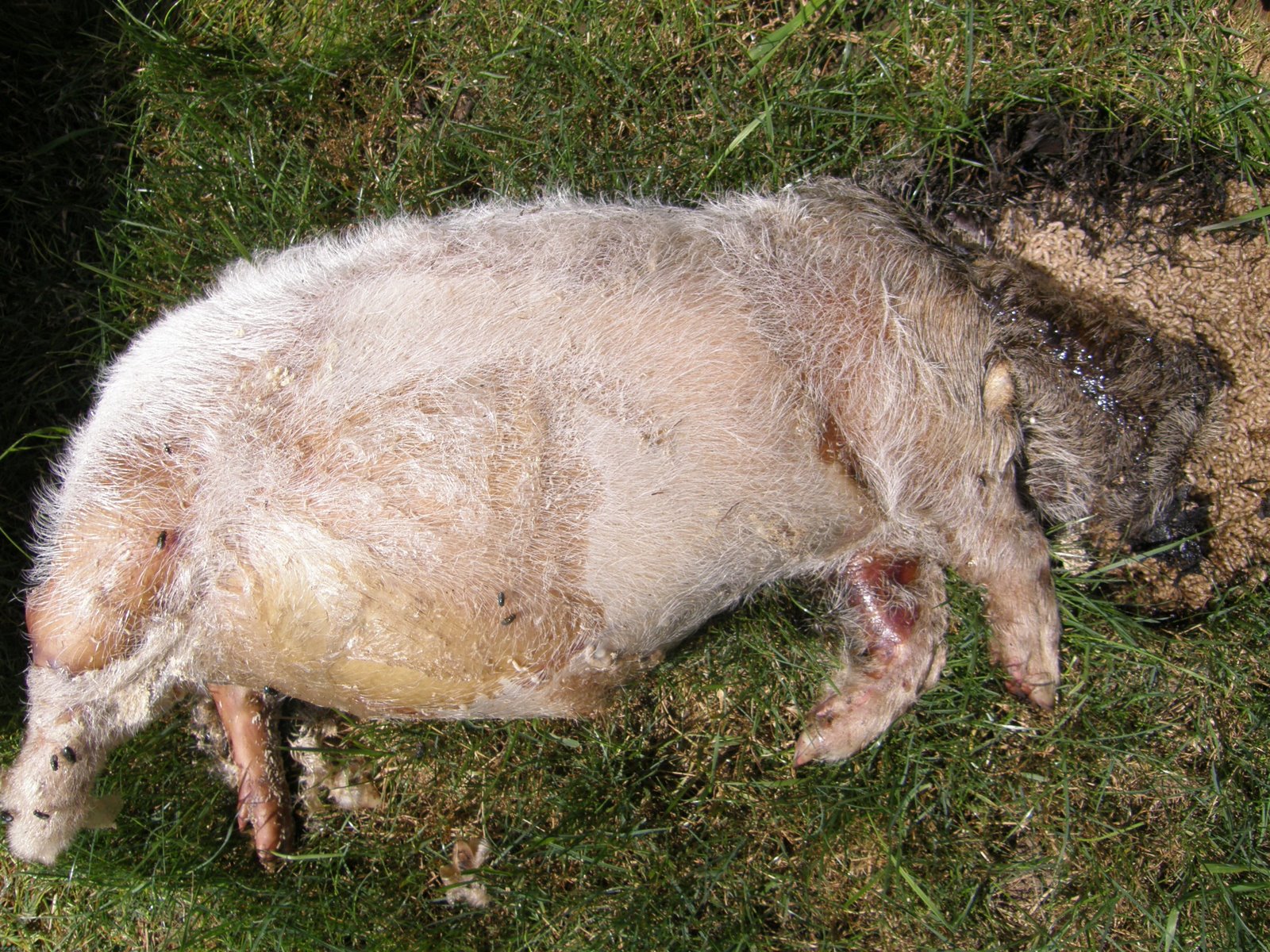 [Pig+3a.JPG]