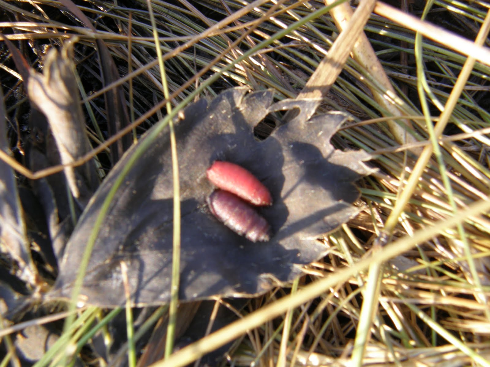 [Pig+1c.JPG]