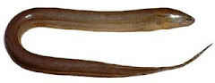 Ophisternon aenigmaticum (PISCES: SYNBRANCHIDAE)