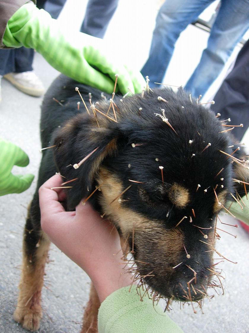 Opuntia Tunicata