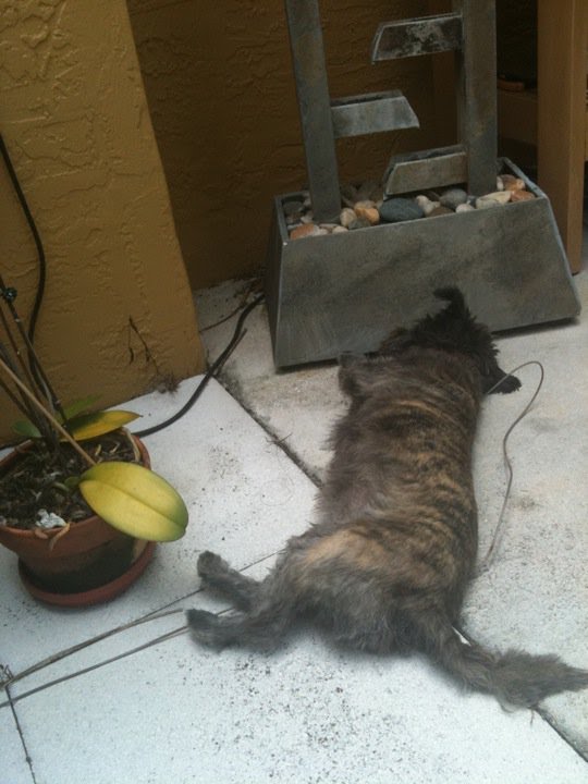 Lizards, Lizards Everywhere...All for the Chasing! Oz the Terrier