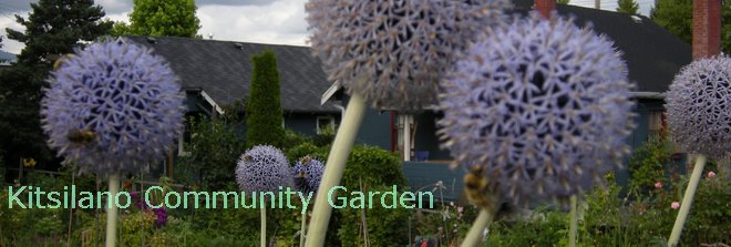 Kitsilano Community Garden