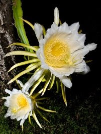 Rainha-da-noite - Hylocereus undatus Rainha-da-noite - Hylocereus undatus