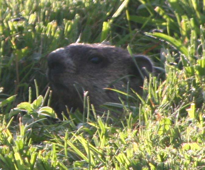 groundhog day vo snow flower happy groundhog s day groundhog day vo snow flower happy groundhog s day