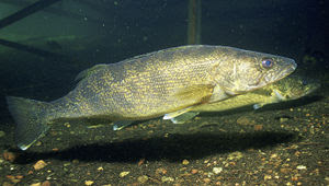 walleye_fish