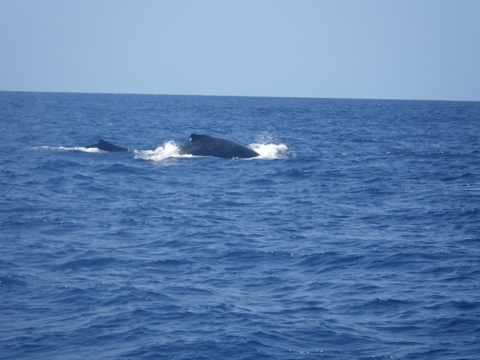 mayotte rencontre
