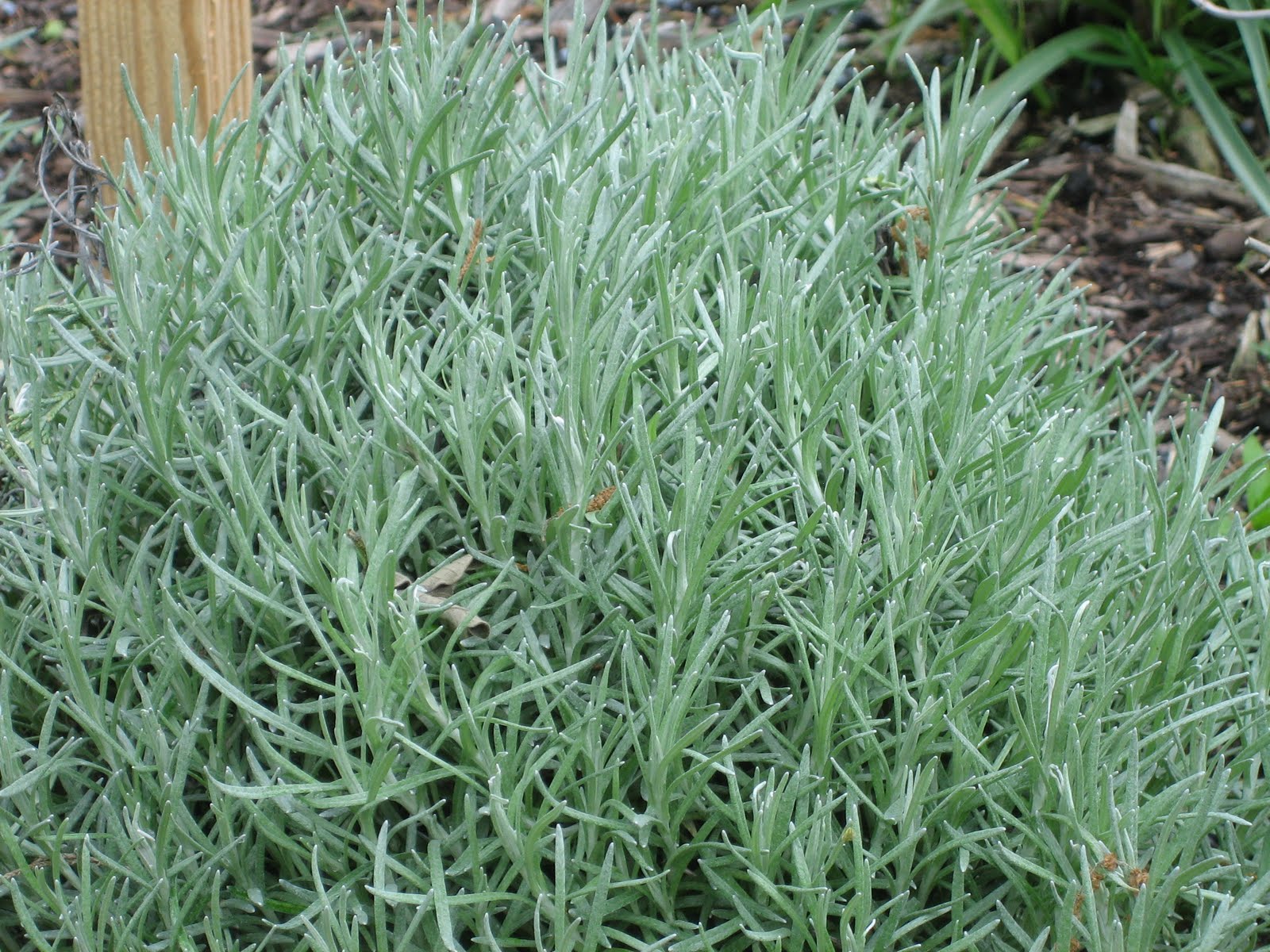 Lisa Bonassin�s Garden Medicinal Uses of Curry Plant