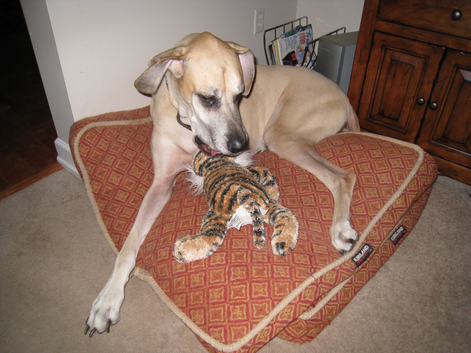 Nova and Tiger