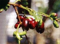 Buah Jamblang