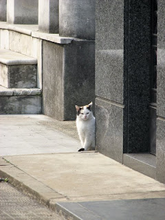 A cat(Stock.xchng)