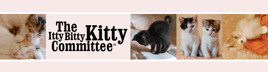 The Itty Bitty Kitty Committee