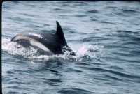 [porpoise.jpg]