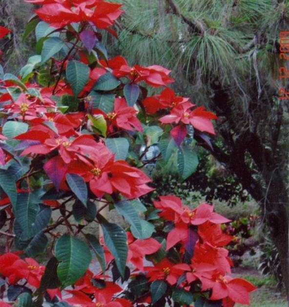 Herbario Virtual: Flor de Nochebuena