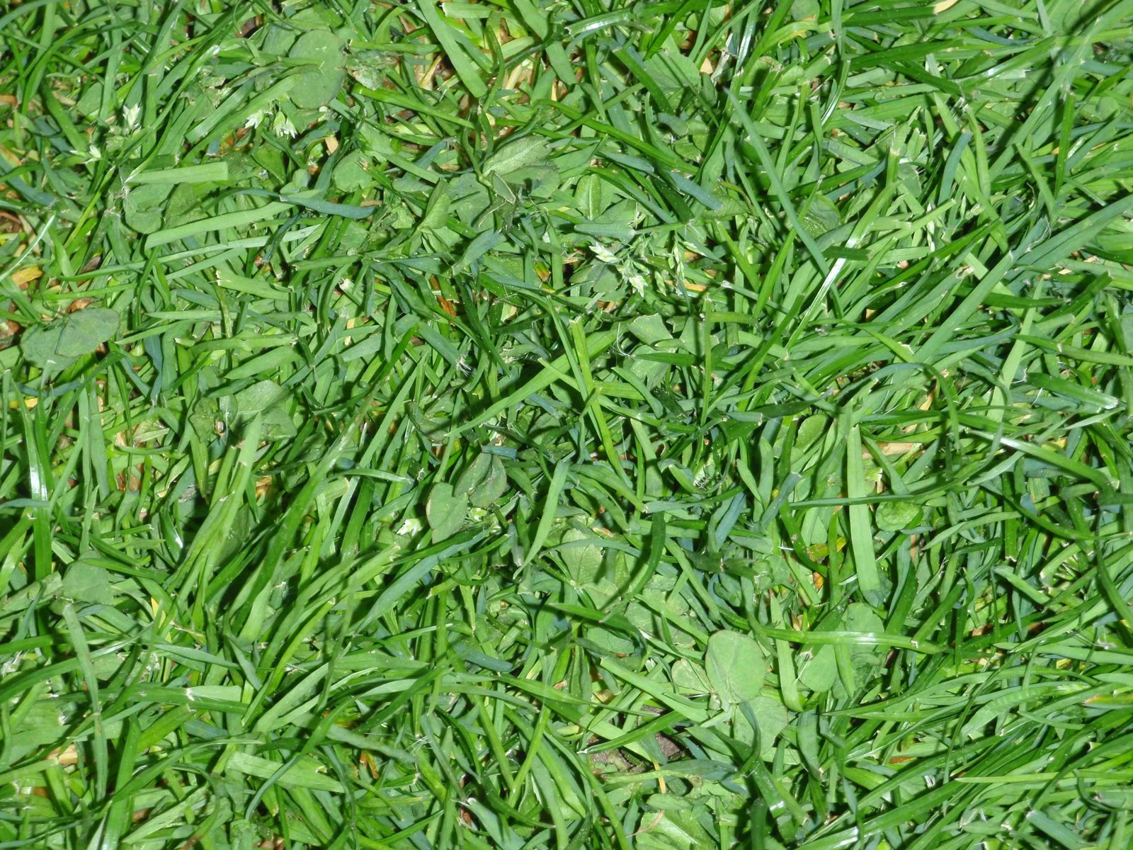 [grass.jpg]