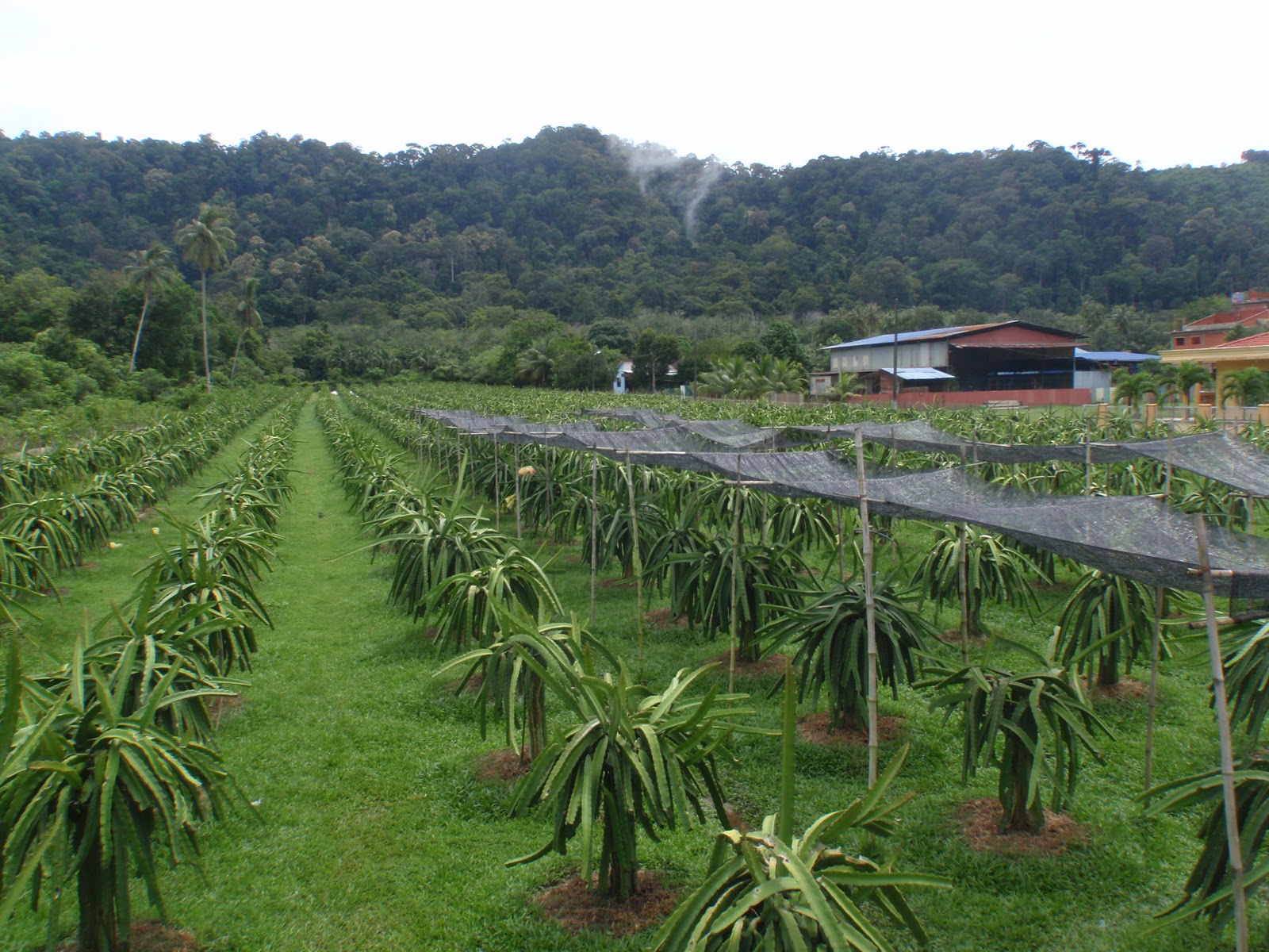 Dragon+fruit+plantation+philippines