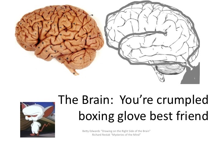 What part of the brain controls movement image